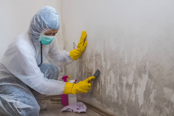 Best Mold Removal Near Me  in Lake Brownwood, TX