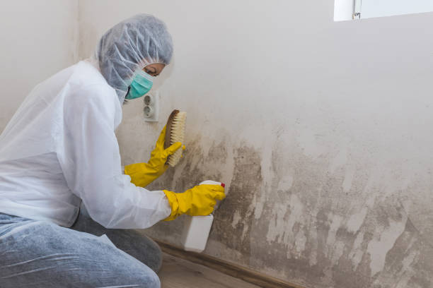Best Commercial Mold Removal  in Lake Brownwood, TX