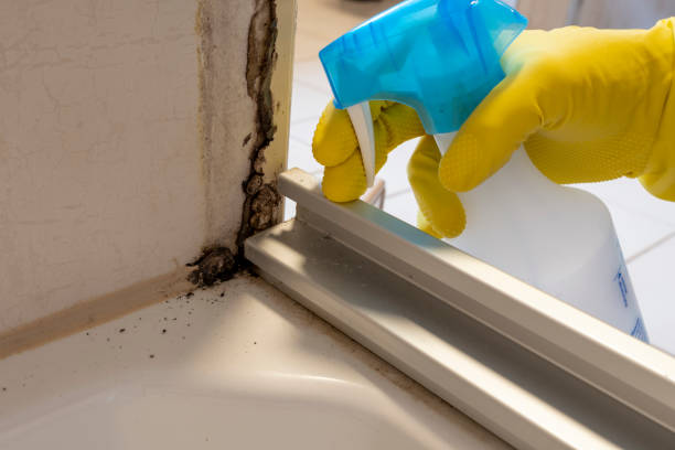 Best Toxic Mold Removal  in Lake Brownwood, TX