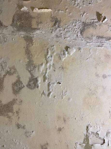 Trusted Lake Brownwood, TX Mold Removal Experts