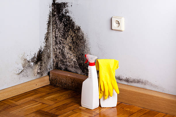 Best Toxic Mold Removal  in Lake Brownwood, TX