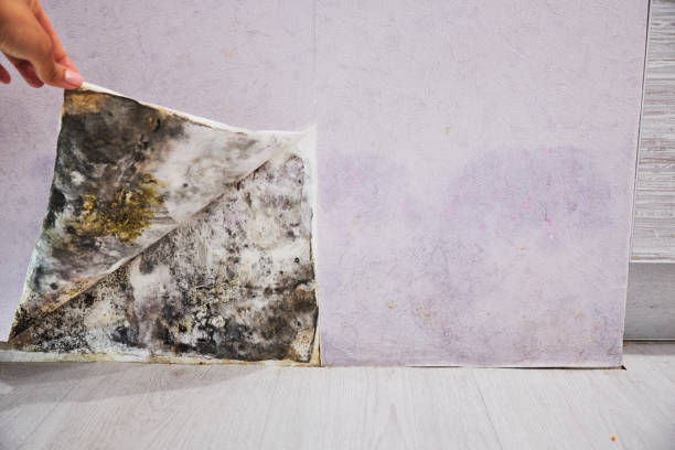 Best Mold Damage Repair  in Lake Brownwood, TX